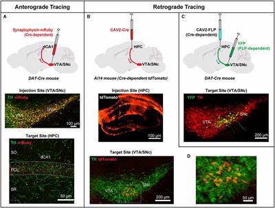 Dopaminergic regulation of hippocampal plasticity, learning, and memory